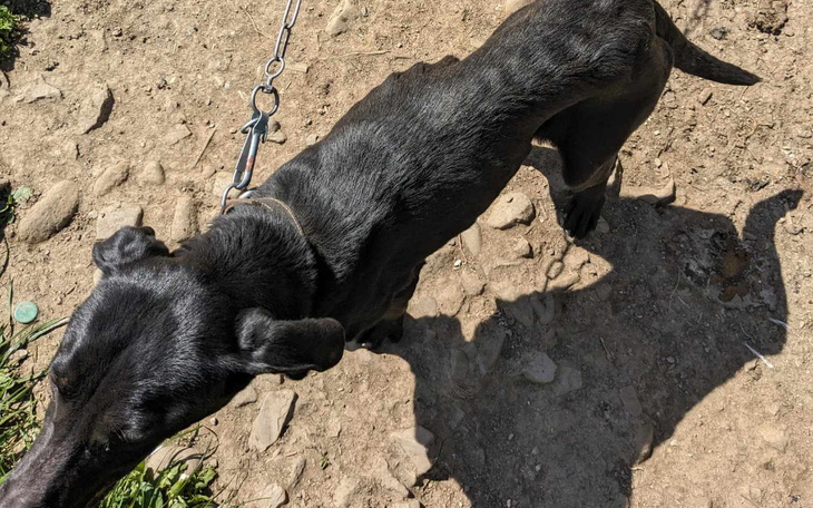 Czarny pies na spacerze, widok z góry, w tle ziemia.