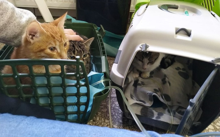 Zbiórka Walczymy z epidemią - zdjęcie główne