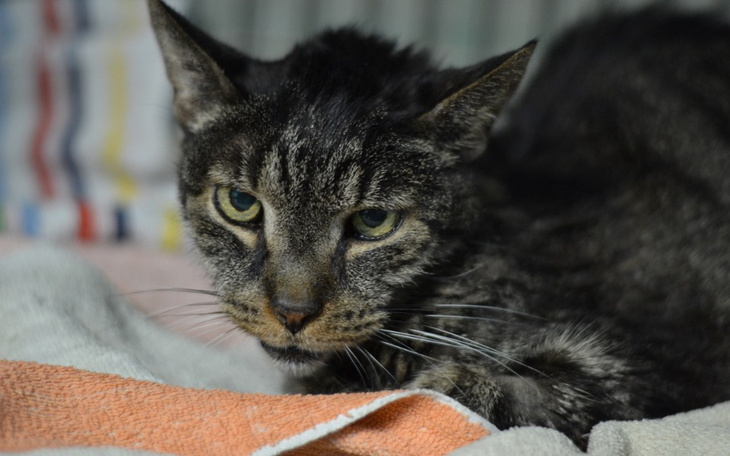 Zbiórka Bruniowi na walkę z triaditis - zdjęcie główne