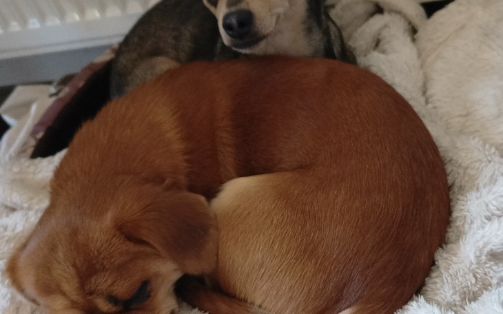 Zbiórka Bobel i Mia potrzebują pomocy - zdjęcie główne