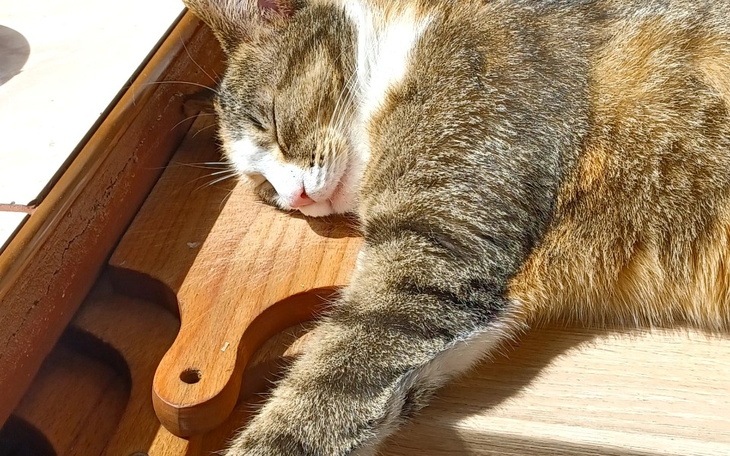 Zbiórka Na sterylizację i odrobaczenie M - zdjęcie główne