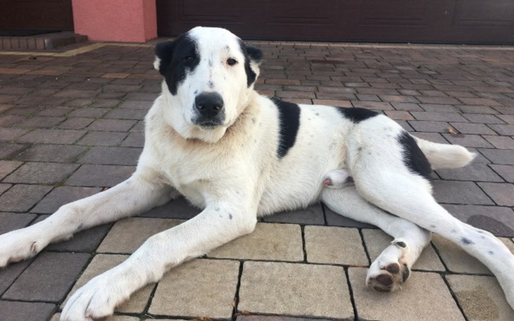 Zbiórka Ratujmy Oskara - zdjęcie główne