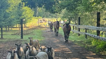 Zbiórka Zwierzaki Okiem Wilka - miniaturka zdjęcia