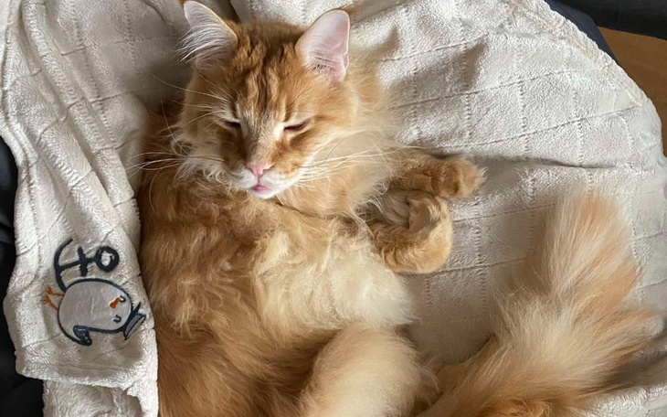 Kot odpoczywający na poduszce, z zamkniętymi oczami.