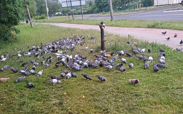 Zbiórka Ziarenko dla gołębi - zdjęcie główne