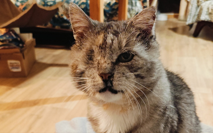 Zbiórka Litek prosi o karmę i żwirek - zdjęcie główne