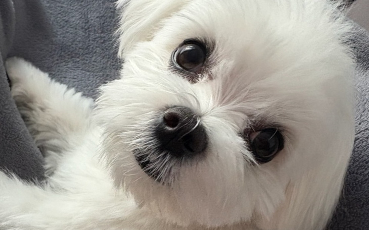 Uroczy biały piesek z dużymi oczami, leżący na szarej kocyku.