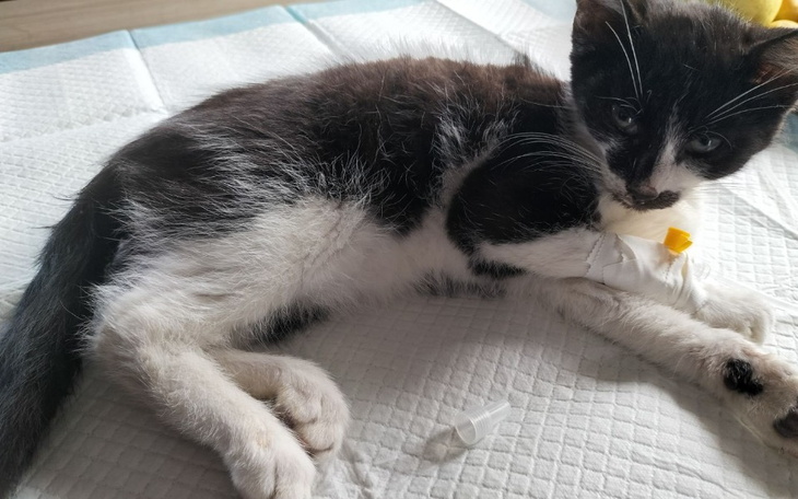 Zbiórka Nierówna walka z panleukopenia - zdjęcie główne