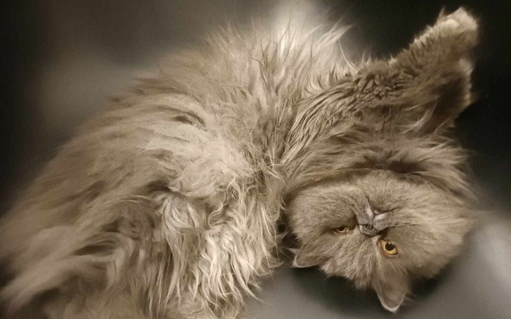 Zbiórka operacja stomatologiczna Sabat - zdjęcie główne