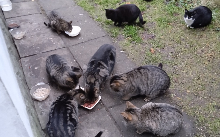 Zbiórka okarmianie kotów wolno-żyjących - zdjęcie główne