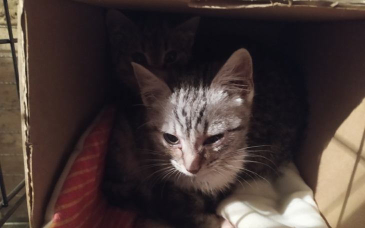 Zbiórka Kocie dzieci proszą o wsparcie. - zdjęcie główne