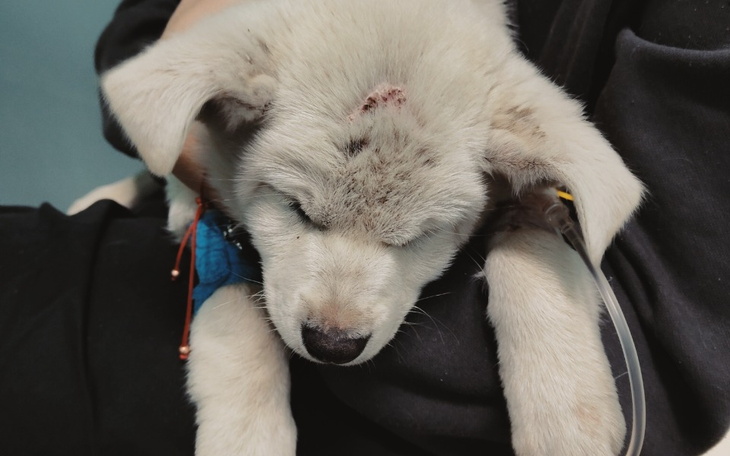 Mały szczeniak z raną na głowie, śpi na rękach.
