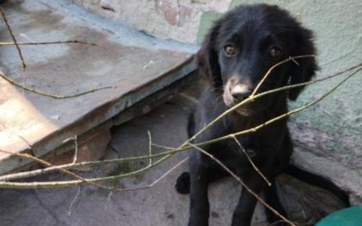 Czarny szczeniak siedzi na ziemi, otoczony gałązkami.