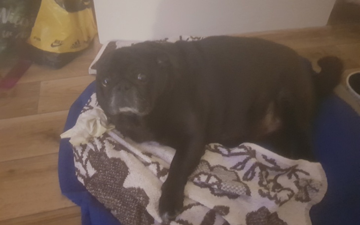 Zbiórka Pomóżcie błagam uratować Pepe - zdjęcie główne