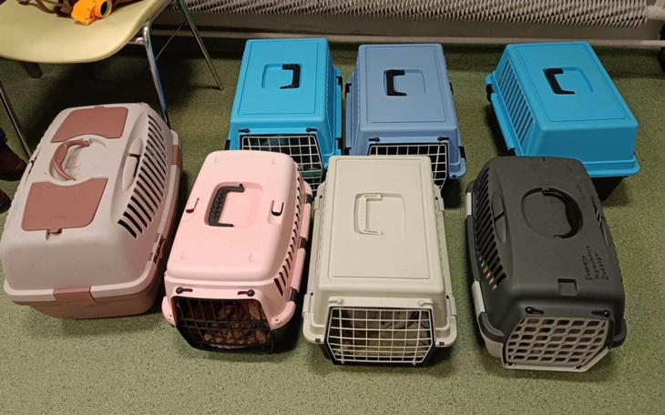 Zestaw transporterów dla zwierząt w różnych kolorach.