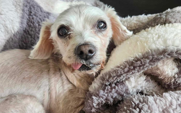 Stary pies leżący na kocu, z wystającym językiem.