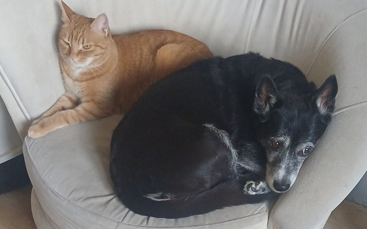 Kot i pies odpoczywają razem na kanapie, w przytulnej pozycji.