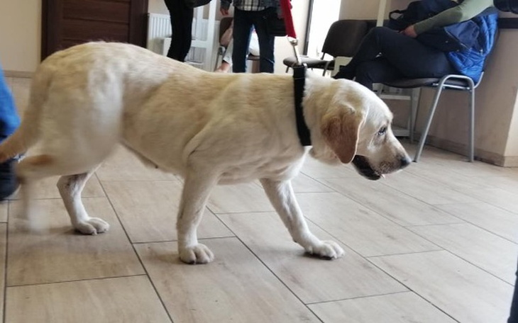 Zbiórka Diagnostyka nowych podopiecznych - zdjęcie główne