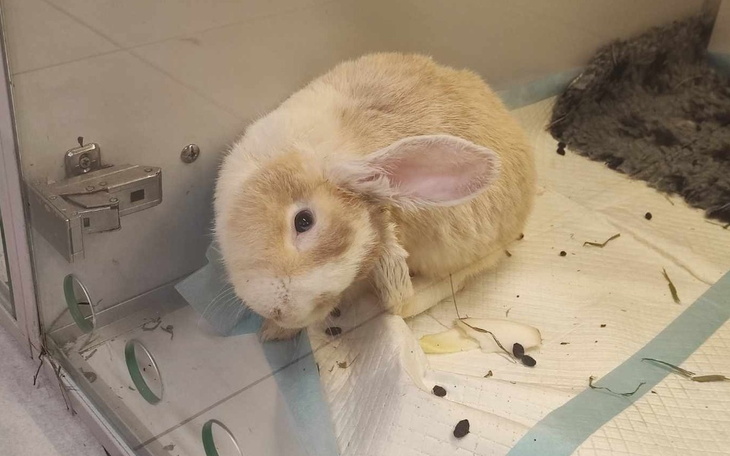 Zbiórka Pomoc dla Uszatych Serduszek - zdjęcie główne