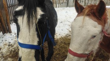 Zbiórka Sony i Amerykanka - miniaturka zdjęcia