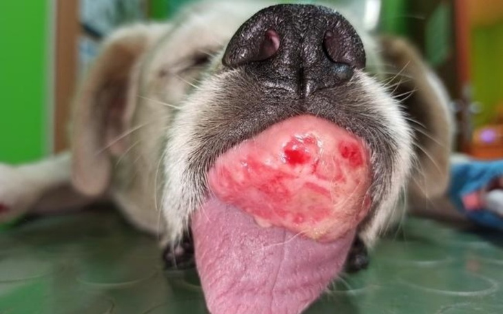 Zbiórka Bez operacji umrze z głodu - zdjęcie główne