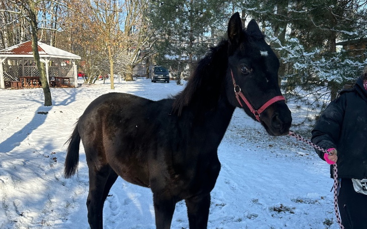 Zbiórka Zbiórka na operację Fliki - zdjęcie główne