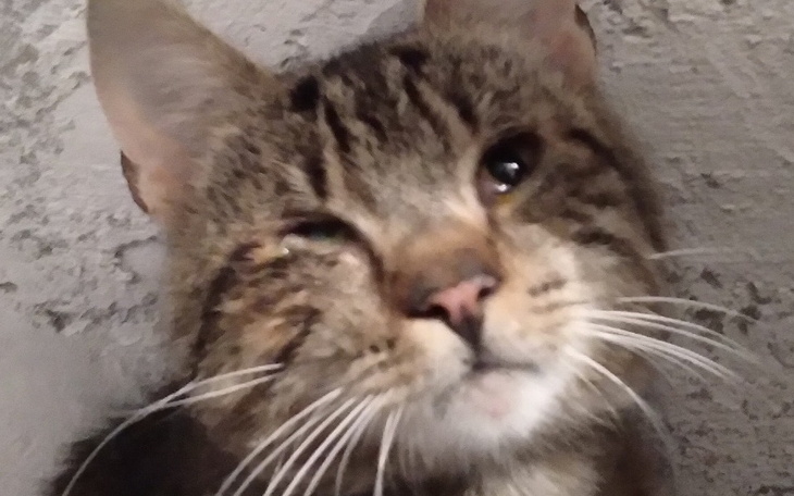 Kot z zamkniętym okiem, patrzący w obiektyw.