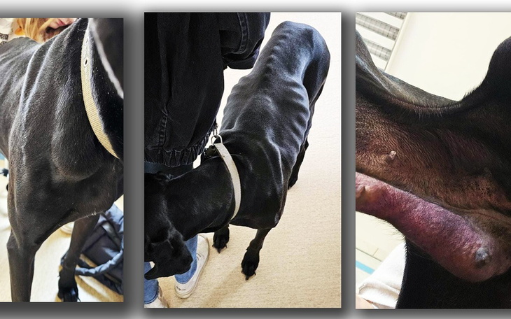 Zbiórka Mama szczeniaczków za pincet - zdjęcie główne