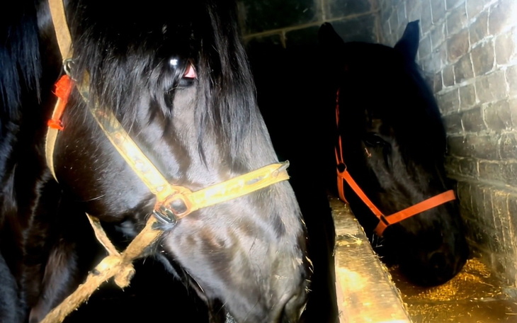 Dwa czarne konie w stajni, jedno z nich z pomarańczowym kantarem.