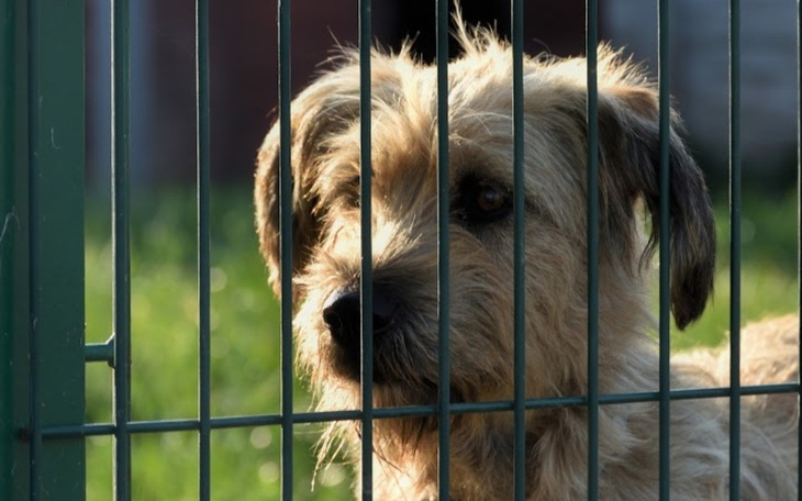 Zbiórka Schronisko pod psią gwiazdą - zdjęcie główne