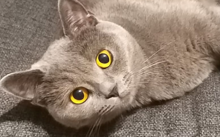 Zbiórka Ratujmy Pipi przed śmiercią - zdjęcie główne