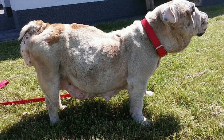 Zbiórka Dla Buni na resztę życia - zdjęcie główne