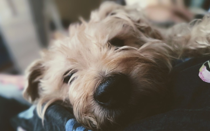 Zbiórka Na operację dla naszego psiaka - zdjęcie główne