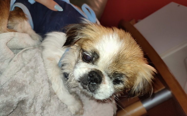 Zbiórka Walka o życie Babi - zdjęcie główne