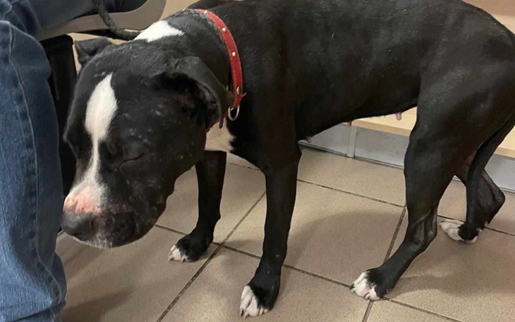 Czarny pies w czerwonej obroży, stojący obok osoby.