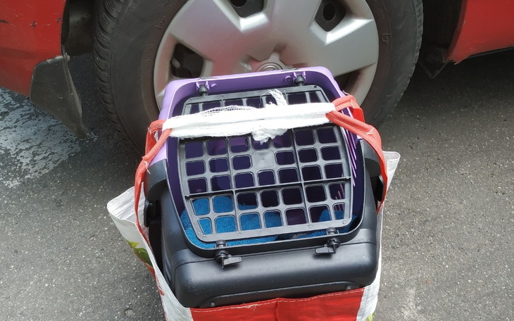 Zbiórka Na paliwo dla kotów - zdjęcie główne