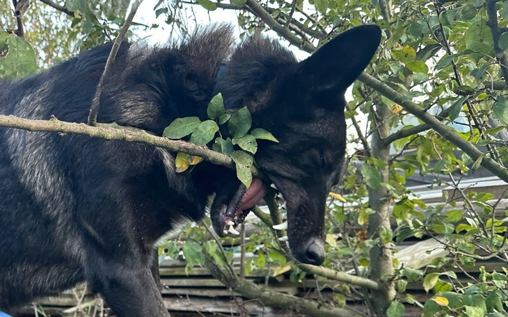 Czarny pies wśród gałęzi, z liśćmi w pysku.