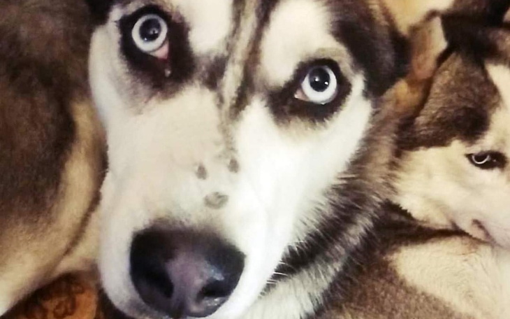 Zbiórka Urodzinowa zbiorka na pomoc psom - zdjęcie główne