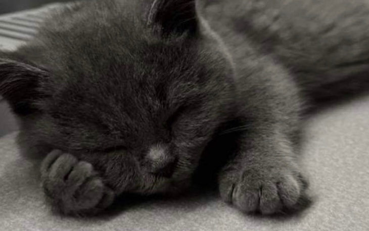 Zbiórka Ratujmy Louiska - zdjęcie główne