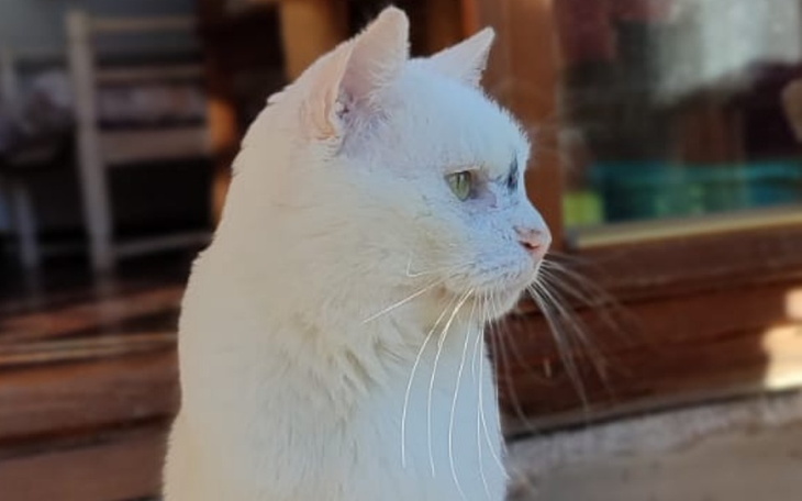 Zbiórka Urodzinowo dla Kociarni - zdjęcie główne