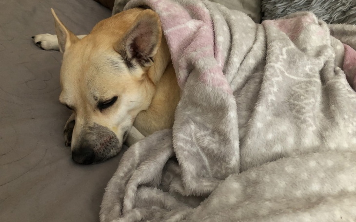 Zbiórka Wygoń mastocytome z Mańka - zdjęcie główne