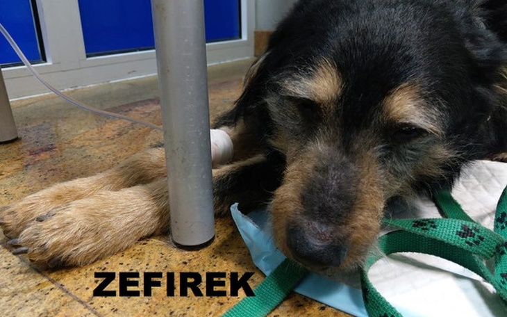 Zbiórka Nasi seniorzy potrzebują pomocy! - zdjęcie główne