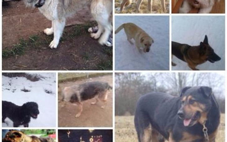 Zbiórka bezdomne psy z kaszub - zdjęcie główne