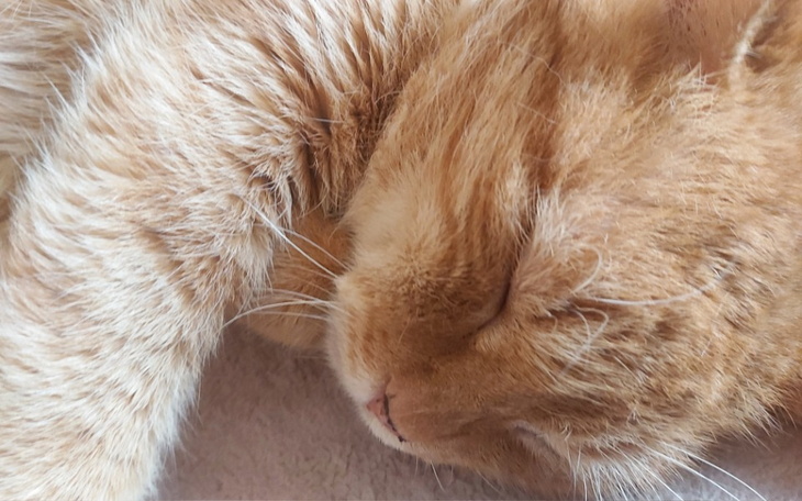 Zbiórka Operacja kota Karmela - zdjęcie główne