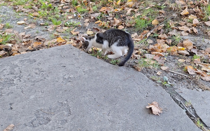 Zbiórka Stabilizacja życia z długów... - zdjęcie główne