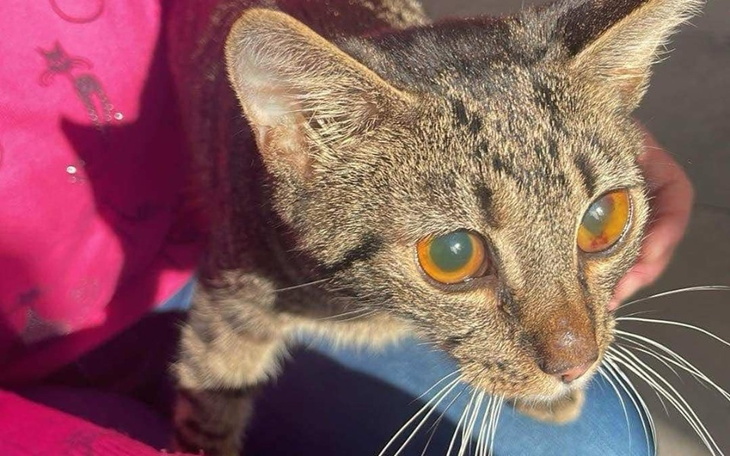 Brązowy kot z dużymi oczami, wygląda na ciekawskiego.