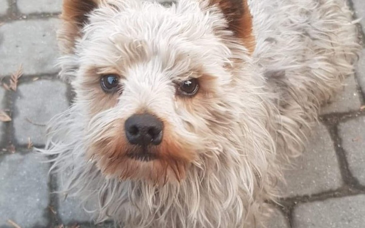 Zbiórka Schronisko dla Piesków i Kotków! - zdjęcie główne