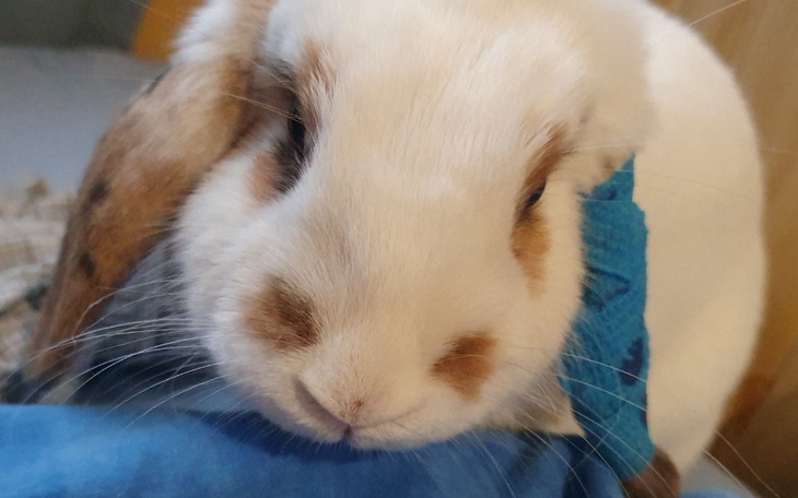 Zbiórka Dla królików z kokcydiami. - zdjęcie główne