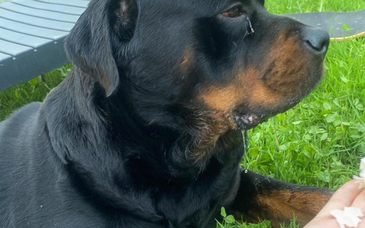 Zbiórka Zbiórka na leczenie Ergo - zdjęcie główne