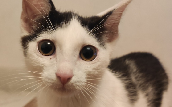 Zbiórka Czarek podarak - zdjęcie główne